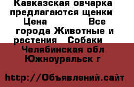 Кавказская овчарка -предлагаются щенки › Цена ­ 20 000 - Все города Животные и растения » Собаки   . Челябинская обл.,Южноуральск г.